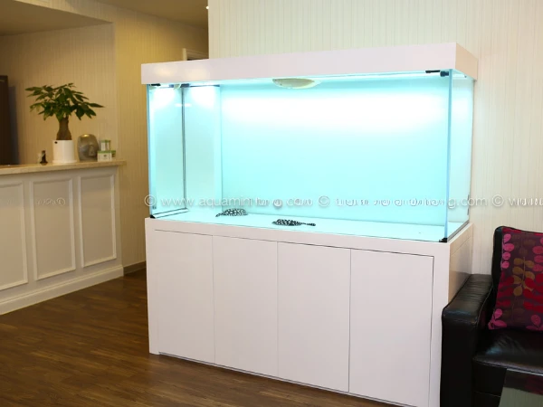 Bể Cá Rồng - Arowana