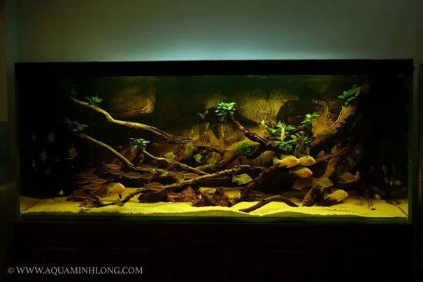 Một bể Biotope D200 x R80 x C100 (cm)