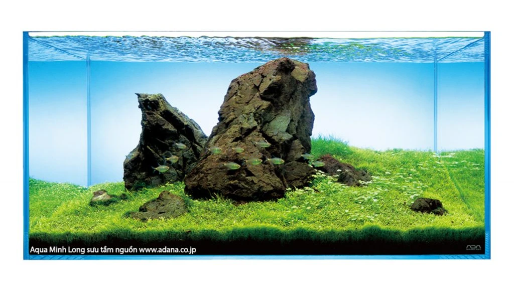 What is nature aquarium? (Thủy sinh là gì?)